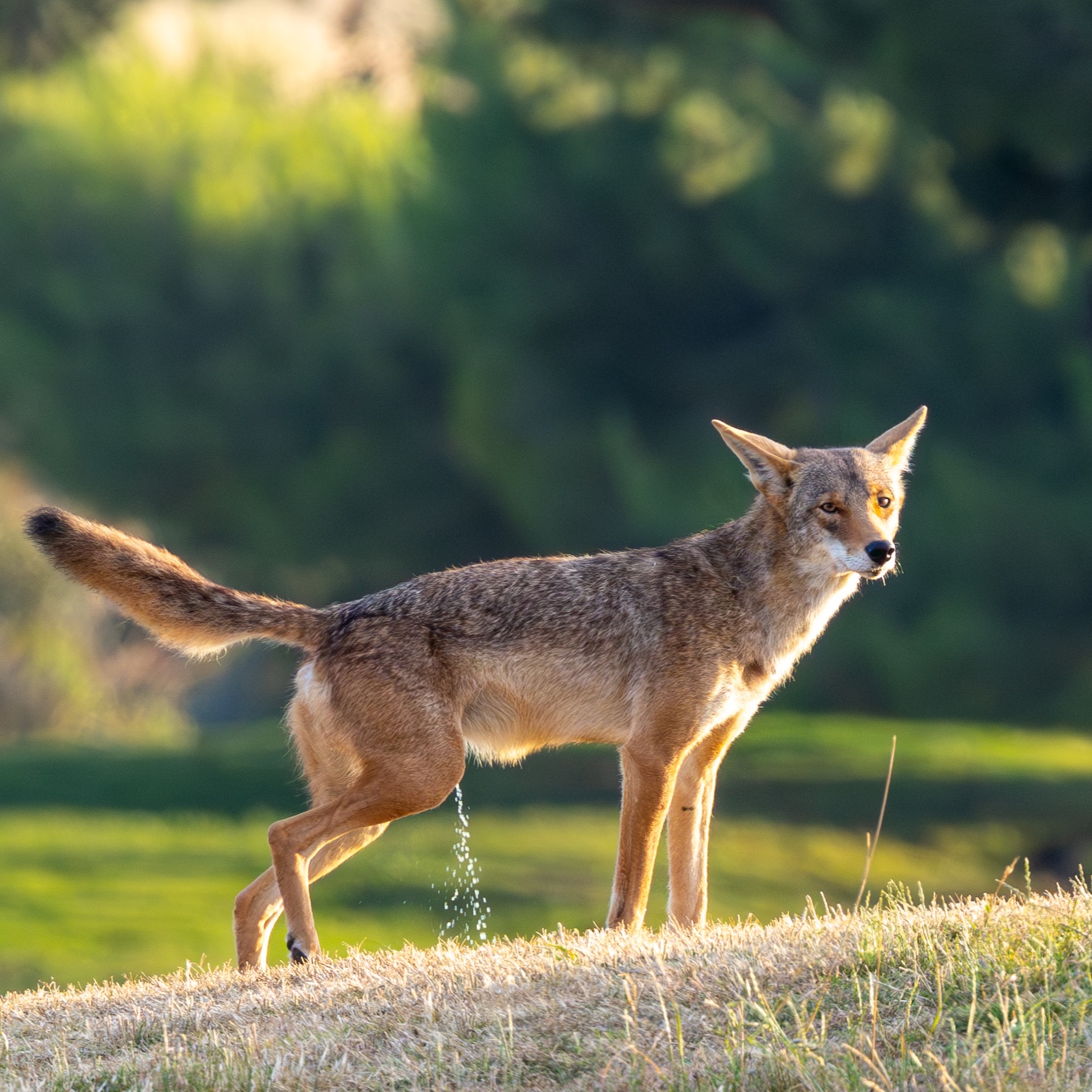 Coyote standing in warm golden light against a soft green background