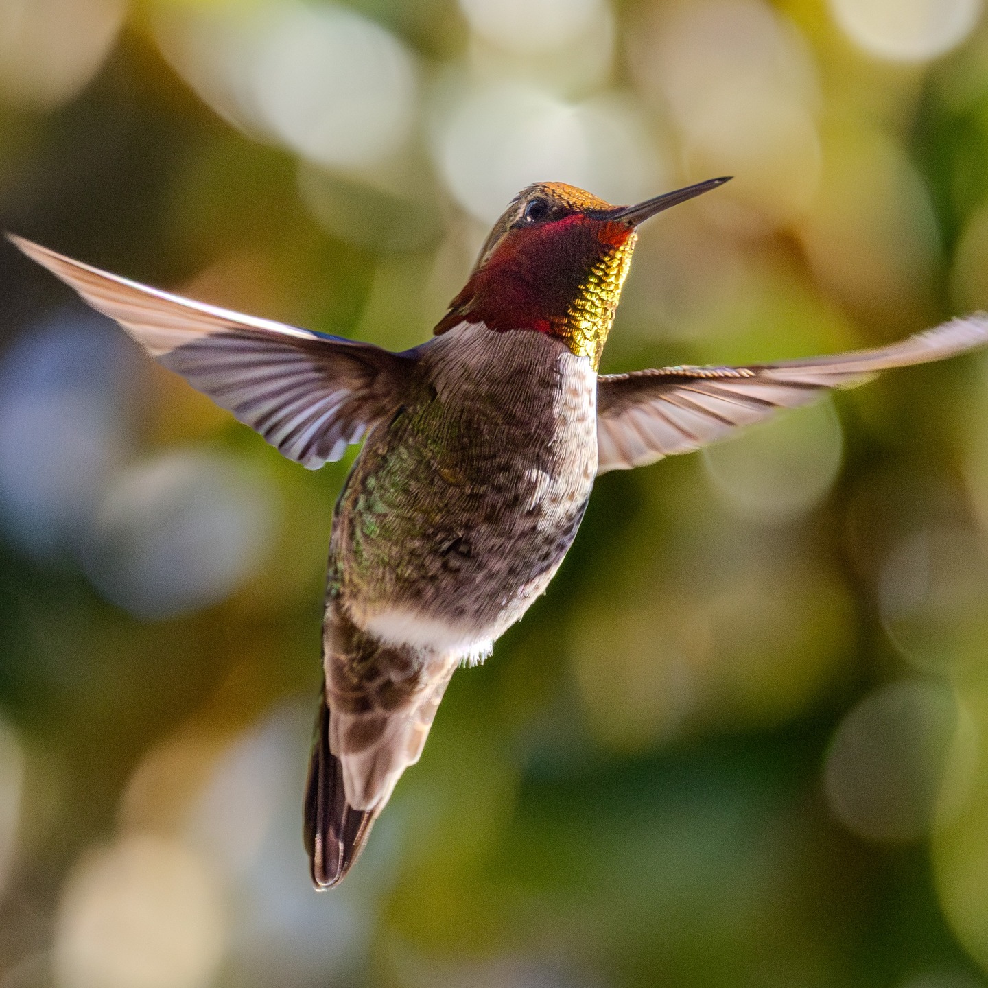 Hummingbird hovering mid-flight against a soft bokeh background