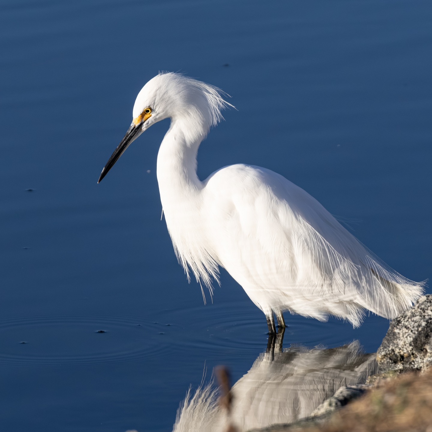 Snowy egret standing in blue water with a reflection below