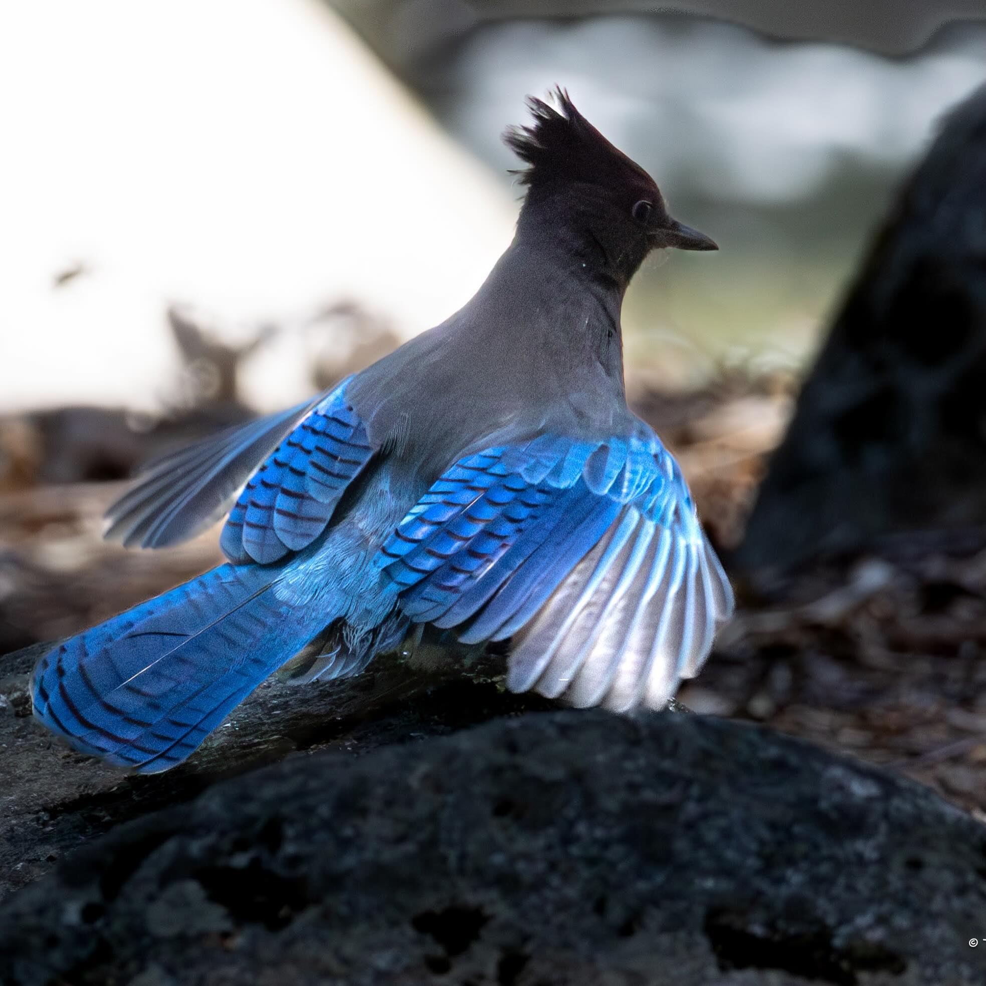 Steller's jay with wings partially spread, showing vivid blue feathers